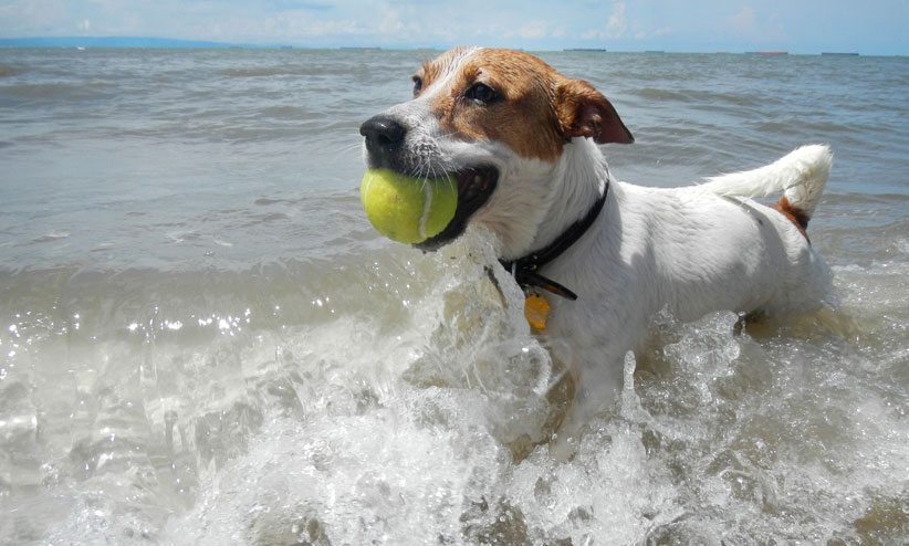 best dogs in nj new jersey shore hotels restaurants events more wildwood best dogs in nj new jersey shore hotels restaurants events more wildwood